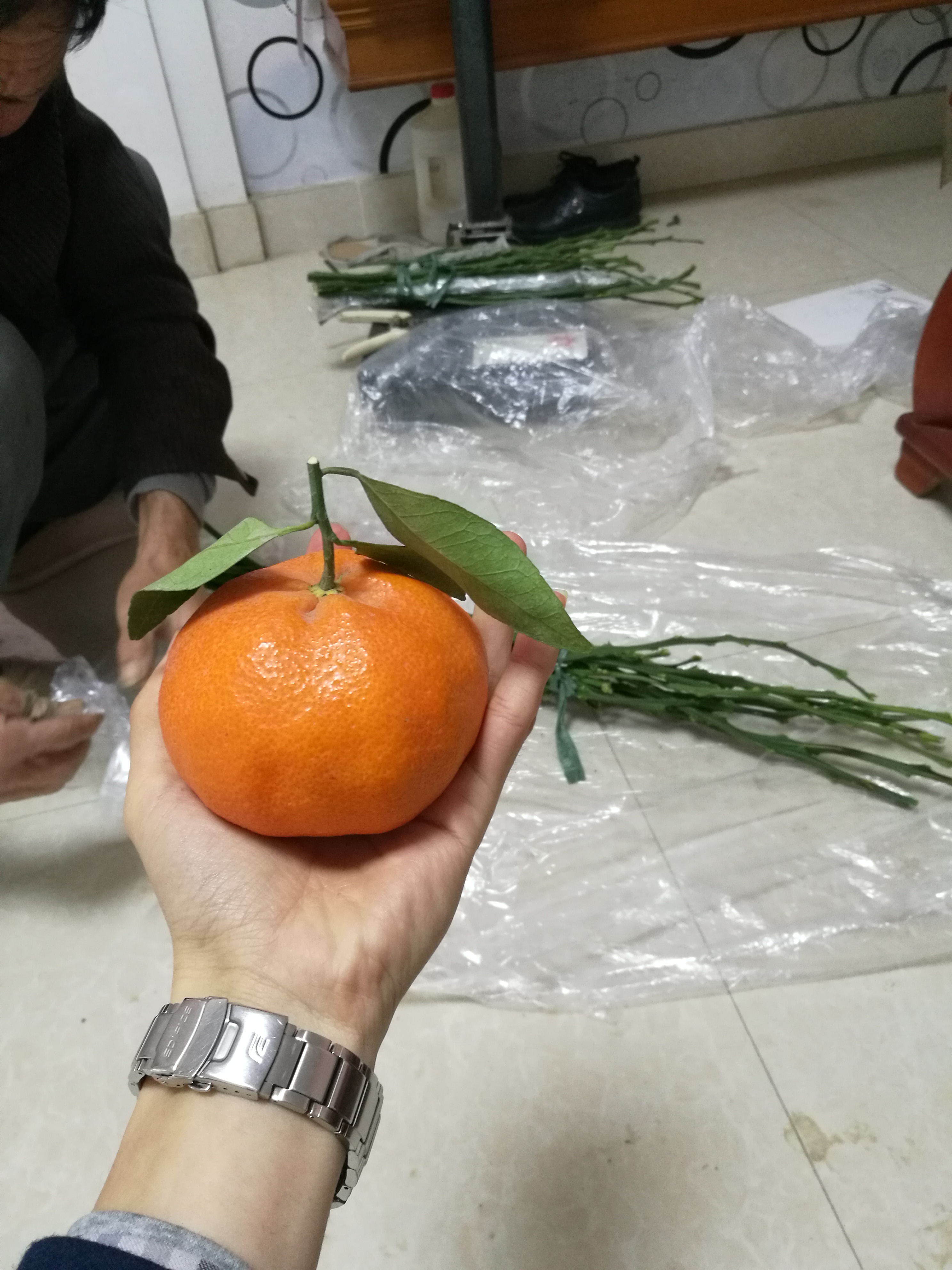 [甘平柑橘苗批发]甘平柑橘苗 挂果树 1.5~2米 价